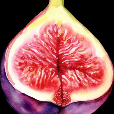 Fruit    Fig Thumbnail