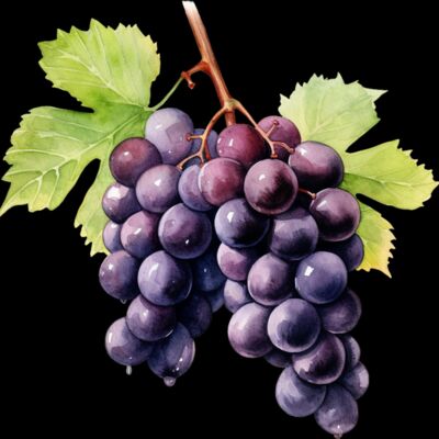 Black Grape Thumbnail