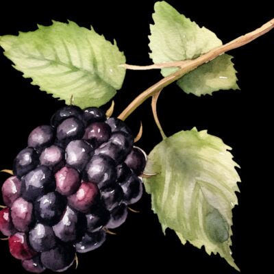 Blackberry Thumbnail