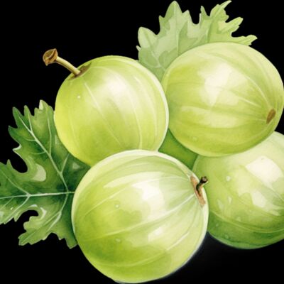 Gooseberry Thumbnail