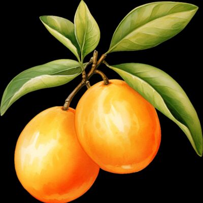 Kumquat Thumbnail