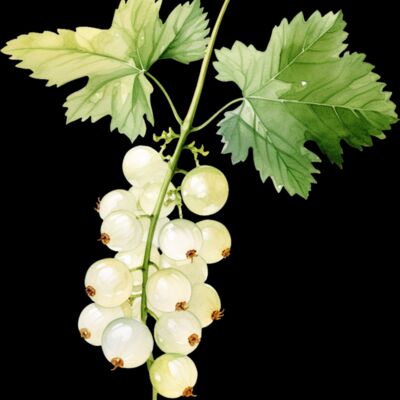 White Currant Thumbnail