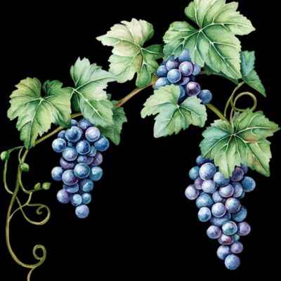 grapes  4  Thumbnail