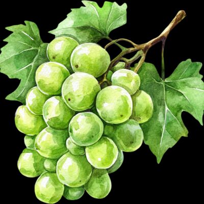 grapes  6  Thumbnail